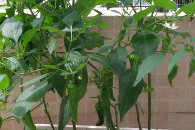 阳台种植辣椒需要天天浇水吗,需要根据土壤的干湿程度来浇水