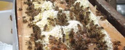 人工分蜂白天好还是晚上好，最佳时间是傍晚