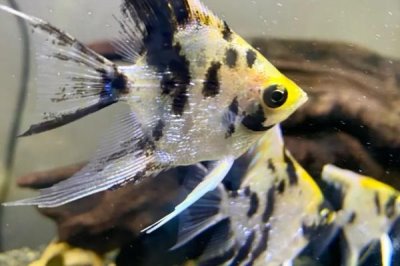 熊猫神仙鱼的产地,主要分布在西太平洋的珊瑚礁海域