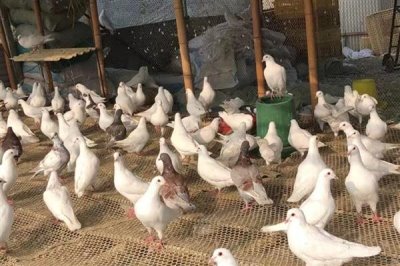 鸽子无精怎么治疗,视情况对种鸽采取减肥、补充维生素等措施