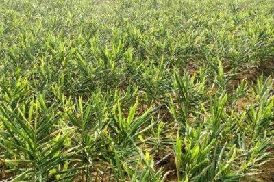 生姜的常见虫害和防治方法 ,常见虫害有姜螟和姜蛆