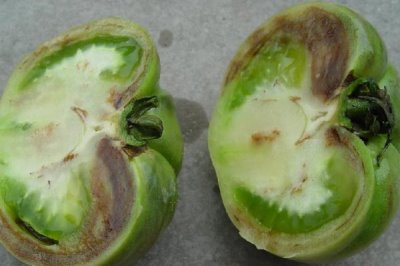 西红柿底部为什么会发黑腐烂,可能发生了晚疫病、褐变型筋腐病、炭疽病等病害