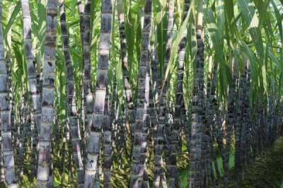 川蔗苗的价格，一公分的川蔗苗约0.7元/株