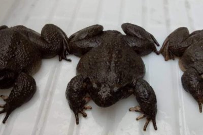 石蛙的产地以及和牛蛙的区别，主产于云南、浙江、广东等省份