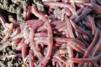 养殖泥鳅用什么饲料，可用植物性饲料和动物性饲料