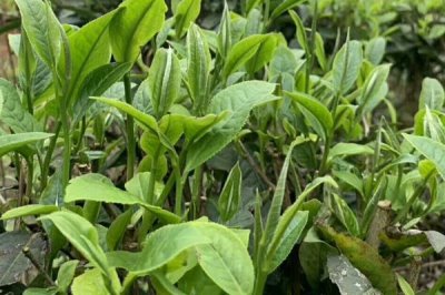 文山壮族苗族自治州的特产，有文山三七、西畴香椿等