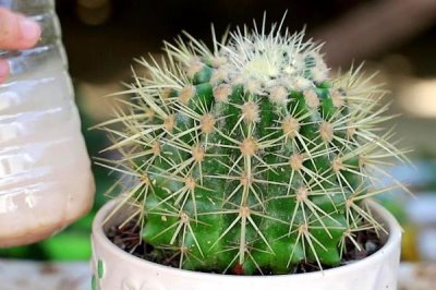 仙人球怎么浇水,根据季节调整浇水频率