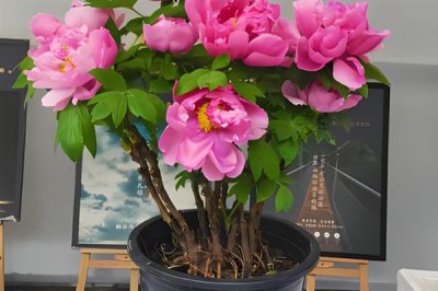 盆栽牡丹花的养殖方法，栽植前浇2次透水