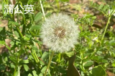 蒲公英与苦菜有什么区别,蒲公英的叶片呈倒卵状披针形