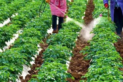 蔬菜冲肥注意事项，首先正确选择冲肥种类