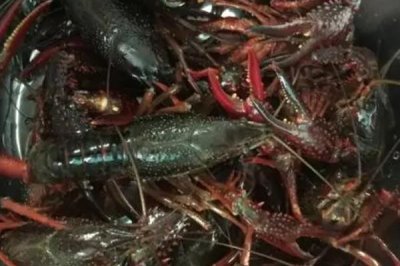 遂宁小龙虾的产地,主要产于四川省遂宁市