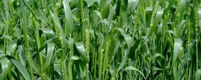 龙辐麦194小麦种子简介，出苗至成熟生育日数89天左右