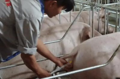 如何给猪注射,可肌肉注射、耳静脉注射或增食穴注射
