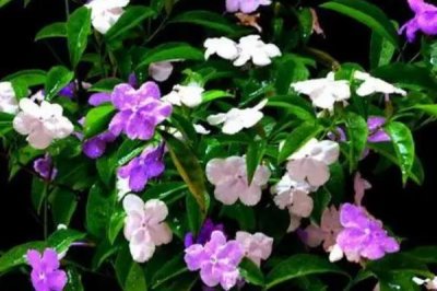 双色茉莉如何施肥，春夏两季根据干旱情况来施肥水