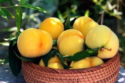 砀山黄桃的价格，批发价一斤需要1-2元左右