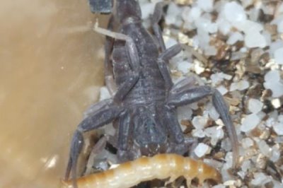 蝎子一年可以繁殖几次，1年可以繁殖2次