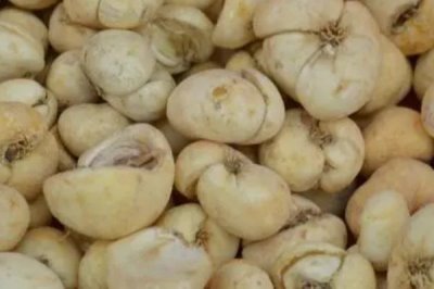 浙贝母是什么植物,是多年生草本植物