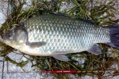 新关东鱼钩适合钓什么鱼,适合钓鲫鱼、鲤鱼、草鱼和鲢鳙等