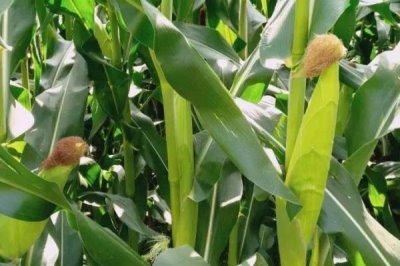 玉米贪青晚熟怎么办，人工授粉以后可去掉雄穗