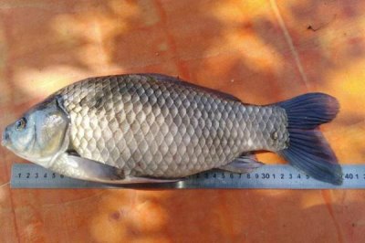 乌龙鲫的产地,该鱼种有“水中黑玫瑰”之称