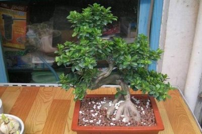 榕树叶子发黑掉叶子怎么办，需要控制好浇水量