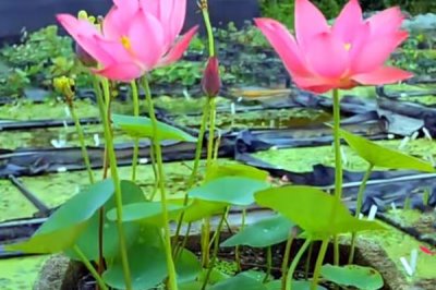 荷花水培的种植方法,4月份左右种植为佳