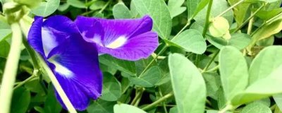 蝶豆的育苗方式，宜每月施肥2-3次