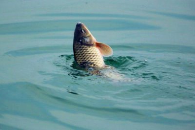 春天钓鲤鱼需要钓多深,根据水温决定