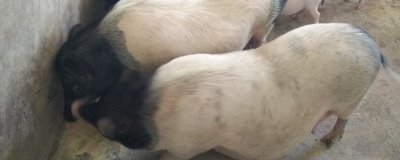 母猪夏季流产如何预防,一定要确保猪舍有良好的通风能力