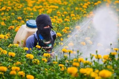 如何防治菊花黑斑病，养殖过程中要定期更换盆土