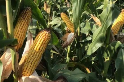 九久黑糯玉米品种简介，4月下旬至5月上旬播种