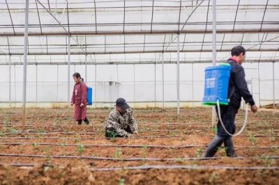 辣椒的施肥方法,应增施优质有机肥