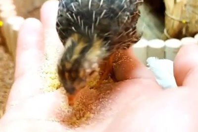 芦丁鸡在室内养有没有细菌,有细菌所以要定期通风换气