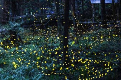 大萤火虫的食物，成虫主食露水和花粉