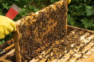 四川中蜂何时秋繁,秋繁时间集中在流蜜期