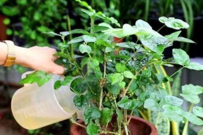 茉莉花花谢后该如何修剪，一定要及时将病虫枝剪除