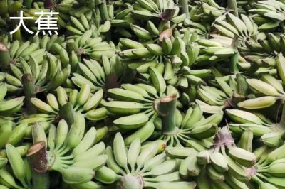 香蕉的产地,原产地是东南亚