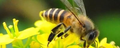 蜜蜂出现枣花蜜中毒情况如何处理，可对蜂群喷洒淡盐水