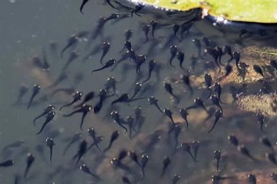 蝌蚪变成青蛙需要多久,经过80-150天左右便可完成蜕变