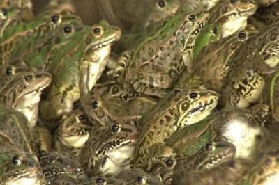 如何养殖青蛙,投放前需要对养殖场所消毒处理