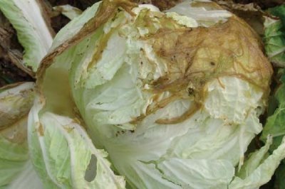 大白菜的生长温度是多少,不同时期对温度的要求不同