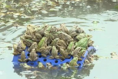 黑斑蛙怎么养殖，先饲喂鲜活诱饵再过渡至人工饲料