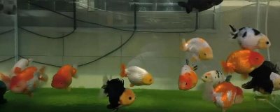 养金鱼的技巧,定期消毒可降低患病几率