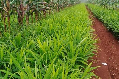 如何预防生姜叶片发黄,种植期间要及时浇水施肥、揭除地膜