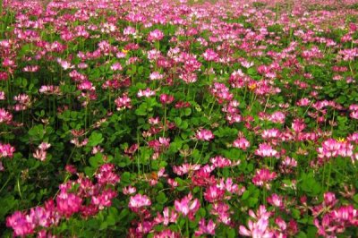 我国主要蜜源植物分布及花期,油菜分布最广