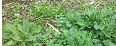 雪见草的种植方法,在我国农村随处可见