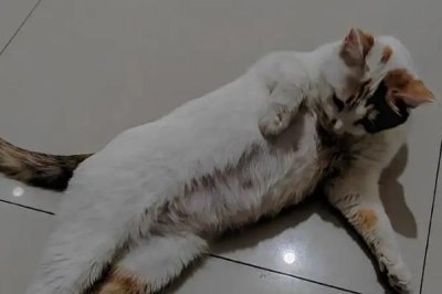 猫怀孕多少天生产,孕期为56-71天