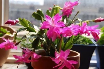 蟹爪兰叶子发黄的原因及处理方法，可能是浇水过多或阳光直射导致的