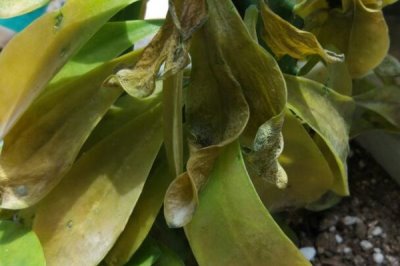 麒麟掌叶子发黄是什么原因,温度光照水分和施肥都影响