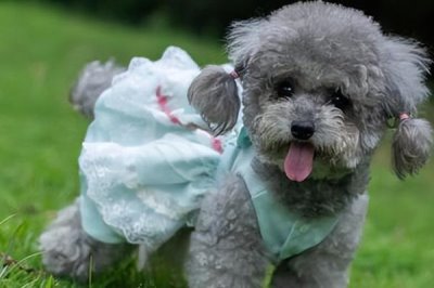 最好养的10种小型犬,包括泰迪犬、西施犬、柯基犬等品种